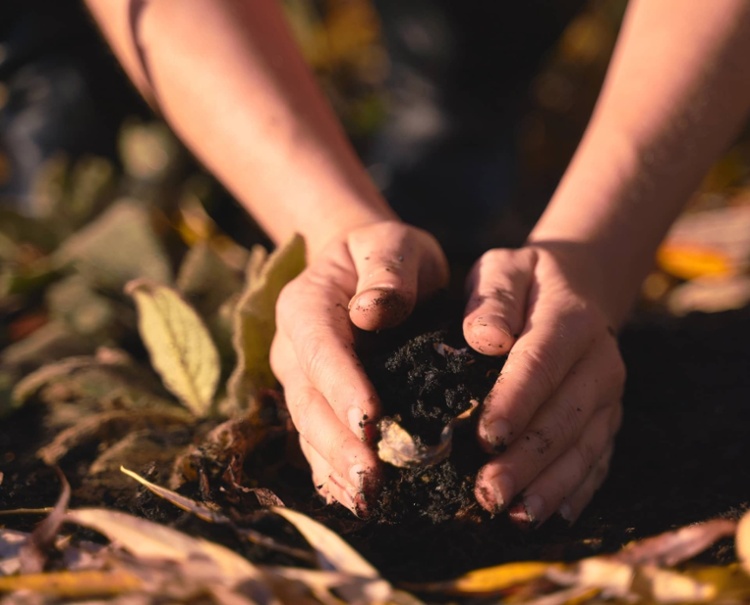 closeup of hands belonging to someone gardening-1