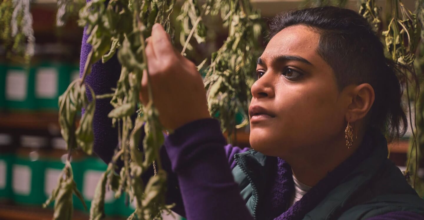 herbal medicine student examines dried herbs